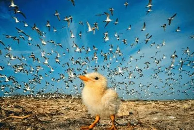 animales