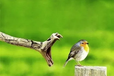 animales