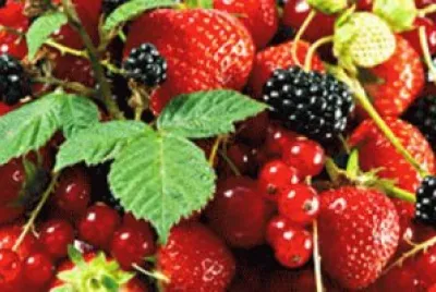FRUTAS