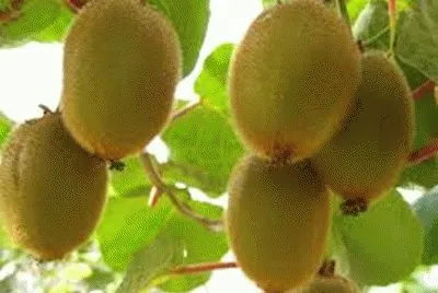 FRUTAS