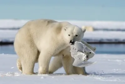 osos en alaska national geographic