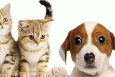 BICHINHOS DE ESTIMAÃ‡ÃƒO