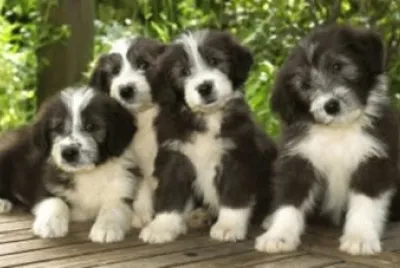 BICHINHOS DE ESTIMAÃ‡ÃƒO