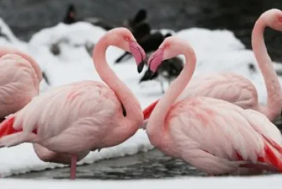 AVES