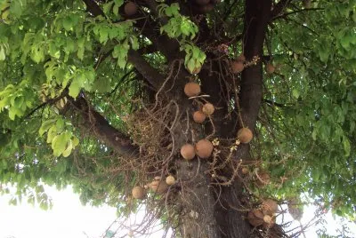 FrutÃ­fera