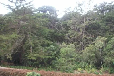 Arboles