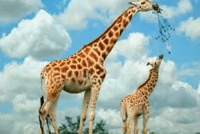 animais jigsaw puzzle