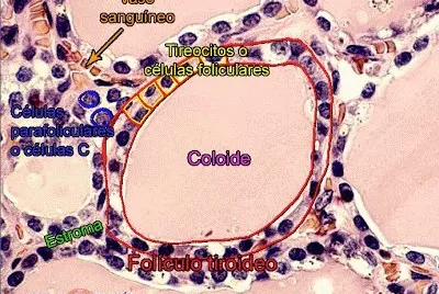 GLÃNDULA TIROIDES. jigsaw puzzle