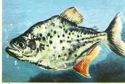PEIXE jigsaw puzzle