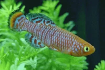 PEIXE jigsaw puzzle