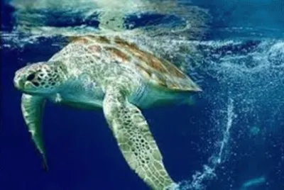 TARTARUGAS