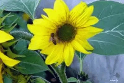 FLORES