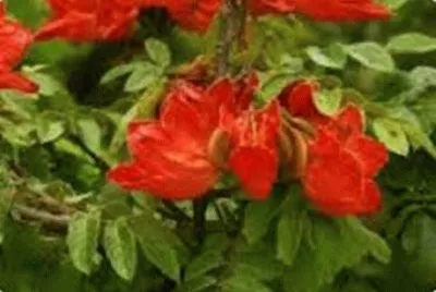 FLORES