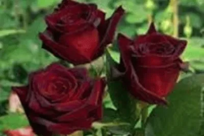 FLORES