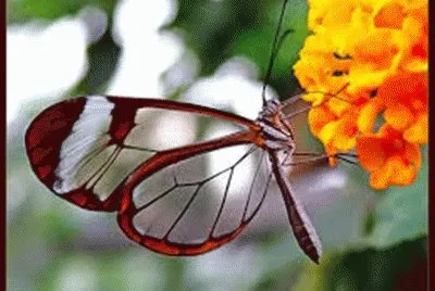 MARIPOUSA