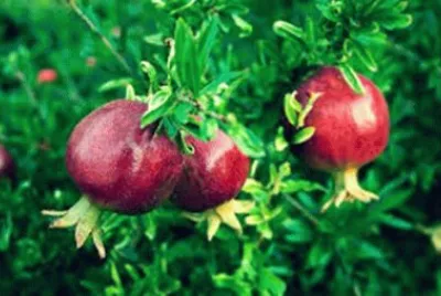 FRUTAS