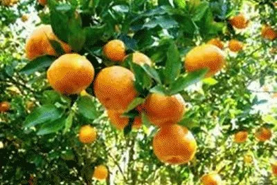 FRUTAS