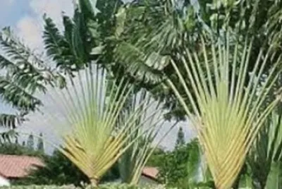 NATUREZA