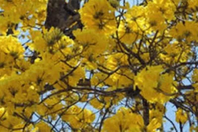 NATUREZA