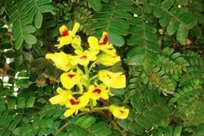 FLORES