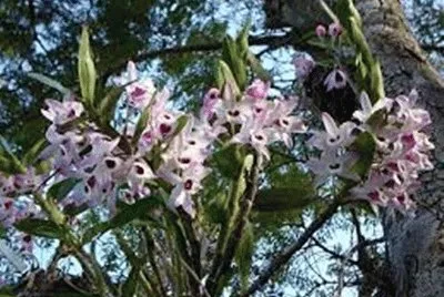 NATUREZA