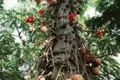 NATUREZA