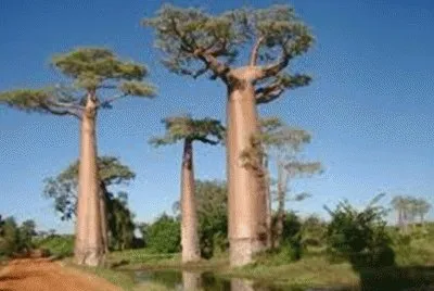NATUREZA
