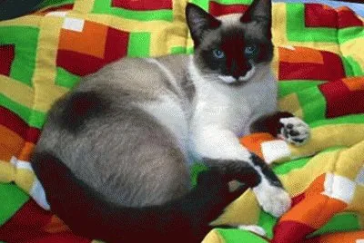 FOFO jigsaw puzzle