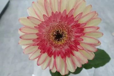 gerbera anniversaire