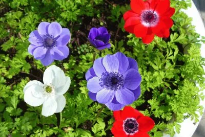 Windflowers