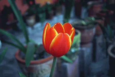 פאזל של Tulipan de Olimpo