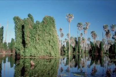 פאזל של BaÃ±ado La Estrella. Formosa. Argentina