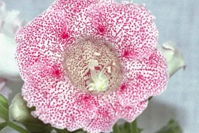 פאזל של gloxinia