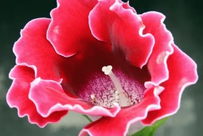 פאזל של gloxinia