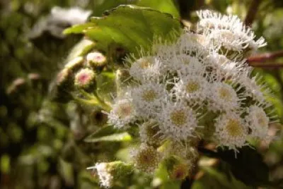 פאזל של espumilla