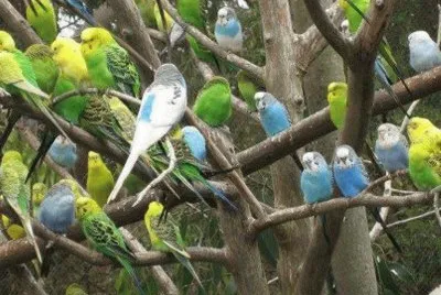 פאזל של animales