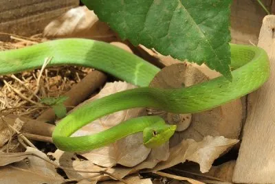 Cobra Verde