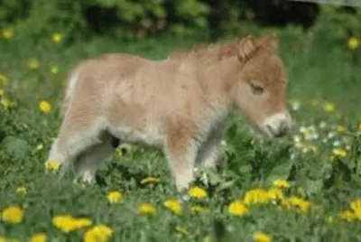 poney jigsaw puzzle