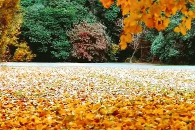 autumn-80 jigsaw puzzle