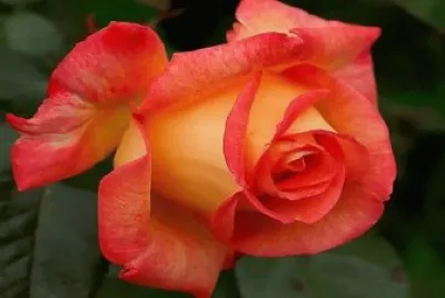 Rosas 3