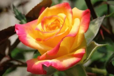Rosas 4