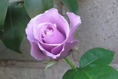 Rosas 5