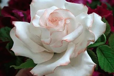 Rosas 6