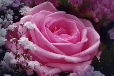 Rosas 8