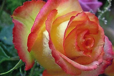 Rosas 9