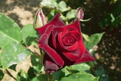 Rosas 10