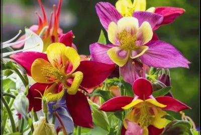 Akelei Flowers