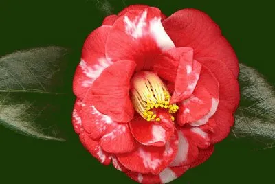 camelia