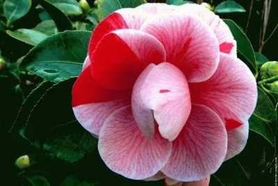 camelia
