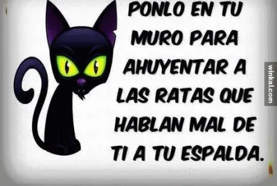 gato